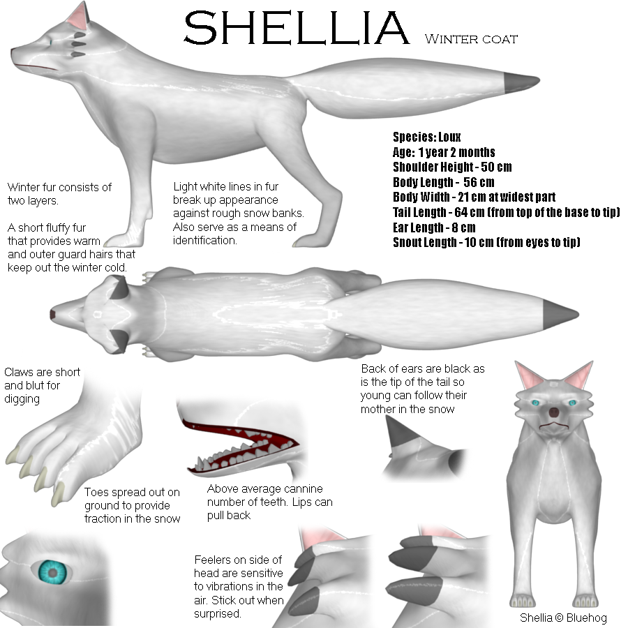 Shellia Winter Reference Sheet